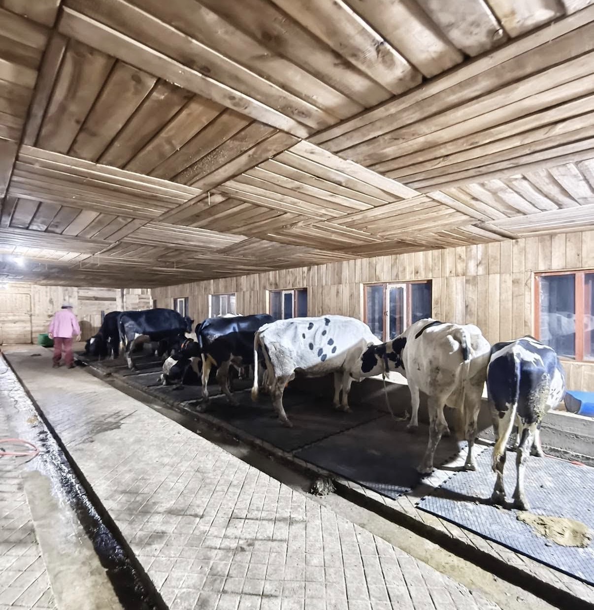 Our Cows