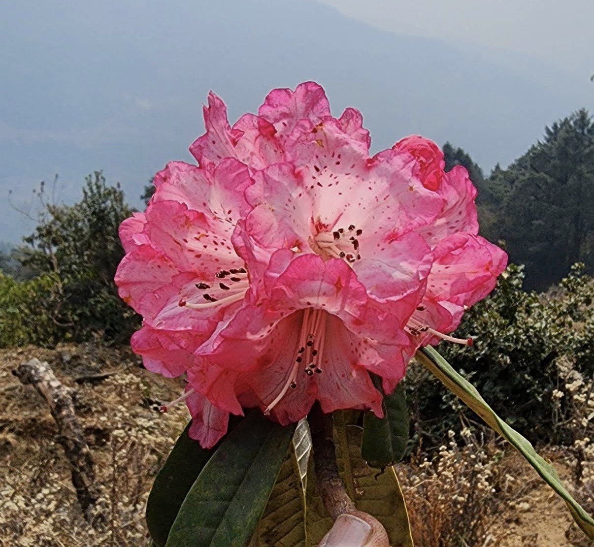 Farm Flowers